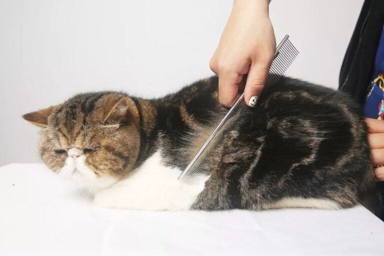 启动！“满意消费长三角”提升行动（2023